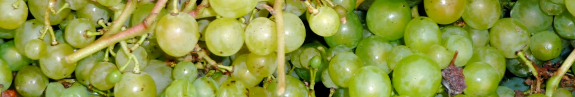 New Lodge Vineyard grape Varieties